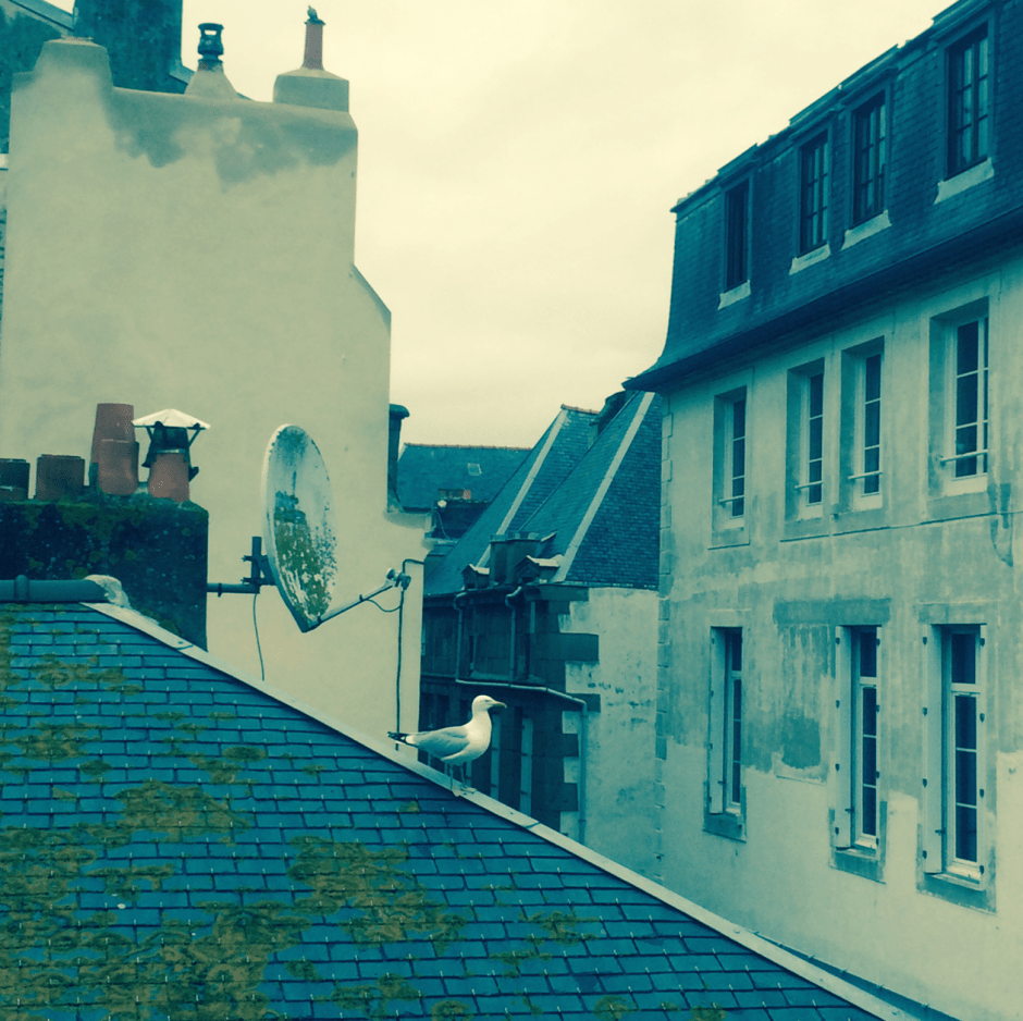 Mes chers voisins, les Mouettes © FredMJG